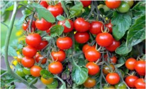 How Many Calories are in Cherry Tomatoes?